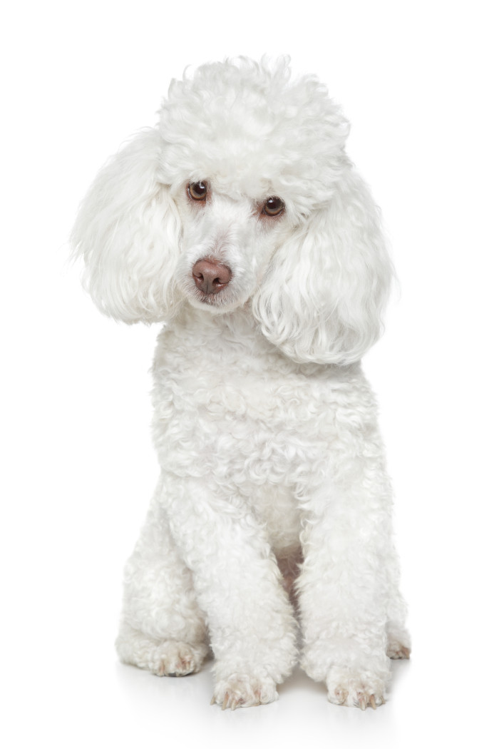 Pudl toy, foto: Shutterstock