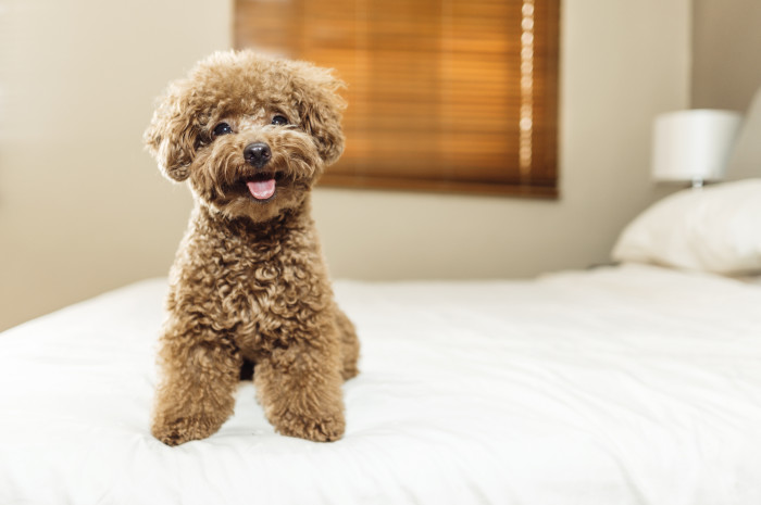 Pudl toy, štěně. Foto: Shutterstock