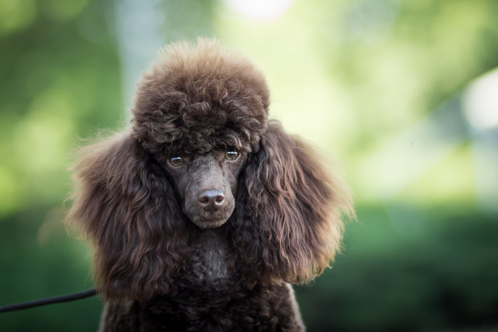 Pudl toy, foto: Shutterstock