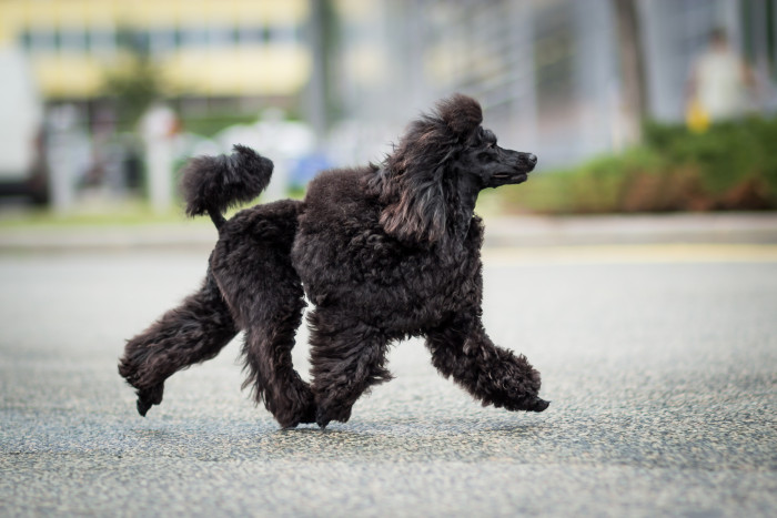 Pudl toy, foto: Shutterstock