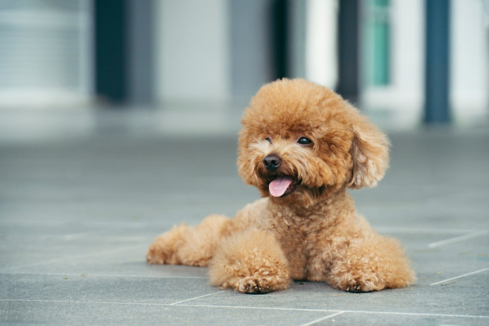 Pudl toy, foto: Shutterstock