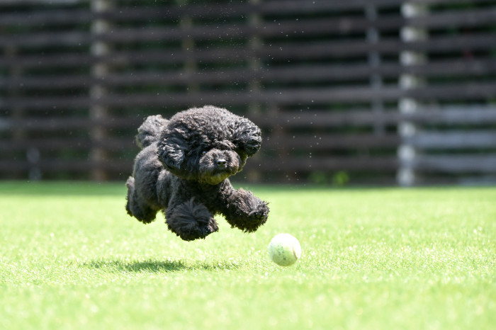 Pudl toy, foto: Shutterstock