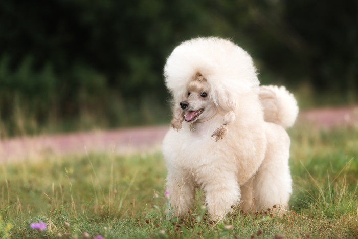 Pudl toy, foto: Shutterstock