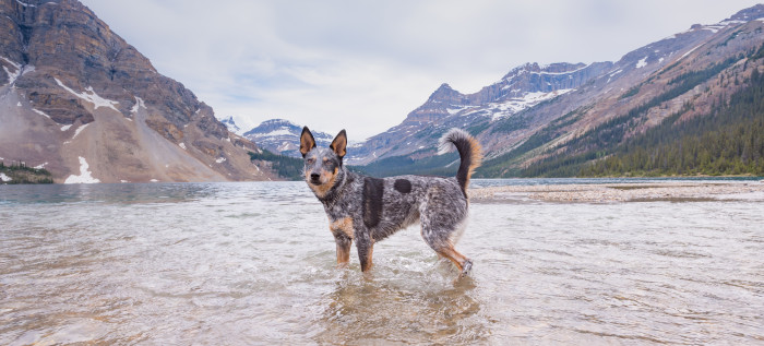 Australský honácký pes, foto: Shutterstock