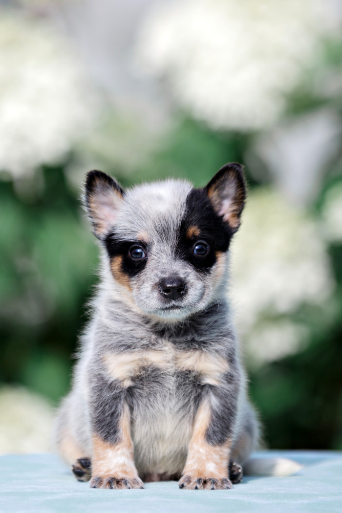 Australský honácký pes, štěně. Foto: Shutterstock
