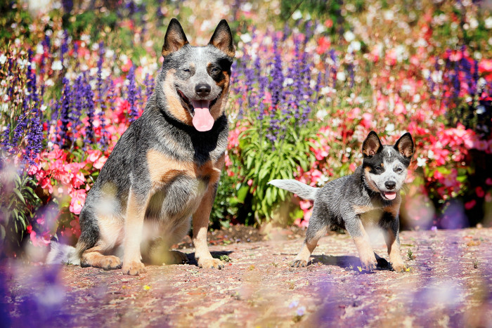 Australský honácký pes, fena a štěně. Foto: Shutterstock
