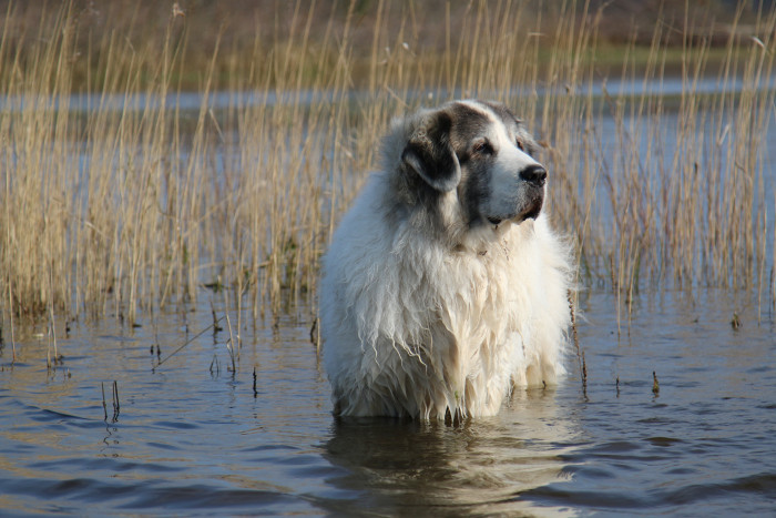 Pyrenejský mastin, foto: Shutterstock