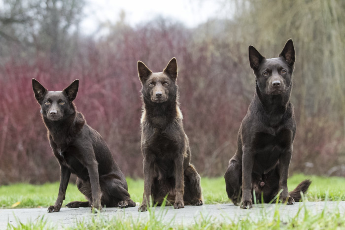 Australská kelpie, foto: Shutterstock
