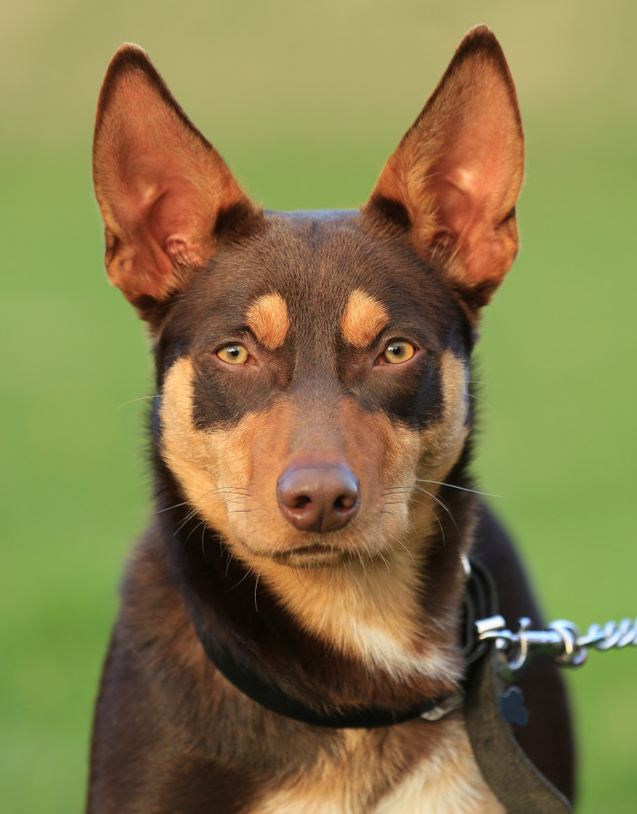 Australská kelpie, foto: Shutterstock