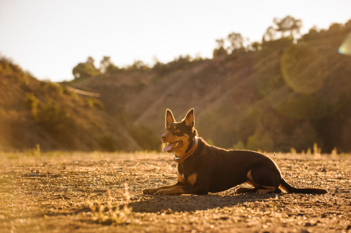 Australská kelpie, foto: Shutterstock