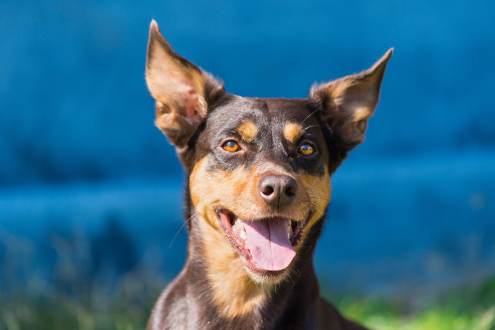 Australská kelpie, foto: Shutterstock