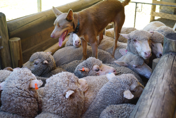 Australská kelpie s ovcemi, foto: Shutterstock