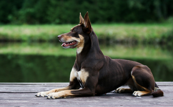 Australská kelpie, foto: Shutterstock