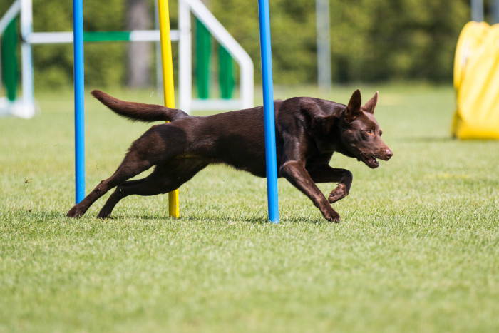 Australská kelpie se hodí i pro řadu sportů, foto: Shutterstock