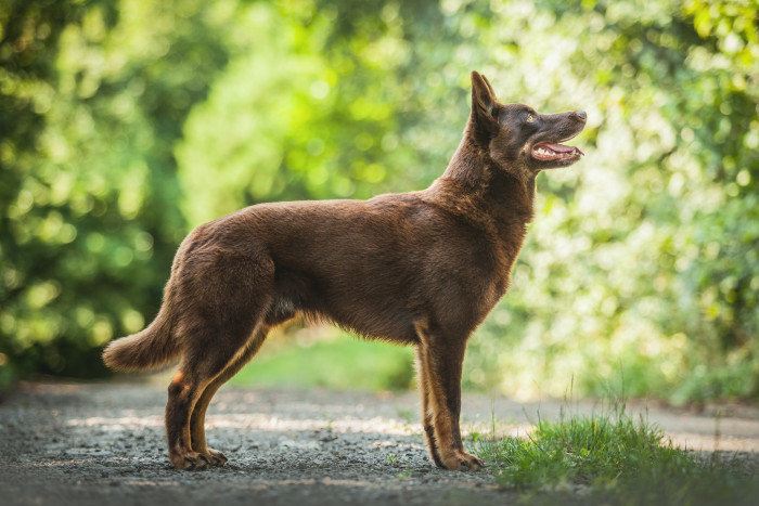Australská kelpie, foto: Shutterstock