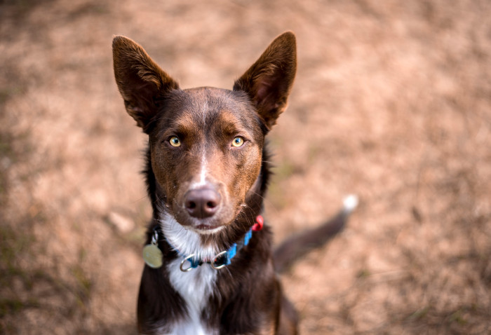 Australská kelpie, foto: Shutterstock