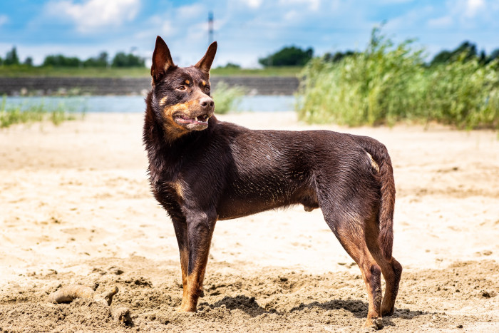 Australská kelpie, foto: Shutterstock