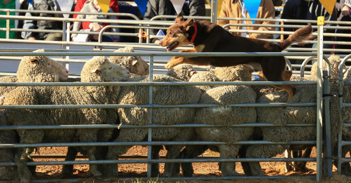 Australská kelpie s ovcemi, foto: Shutterstock