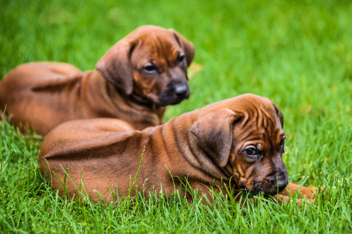 Štěňata rhodéského ridgebacka, foto: Shutterstock