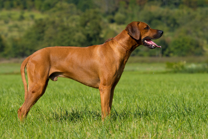 Rodinge Ridgeback Rhodéský ridgeback - Atlas psů | iFauna.cz