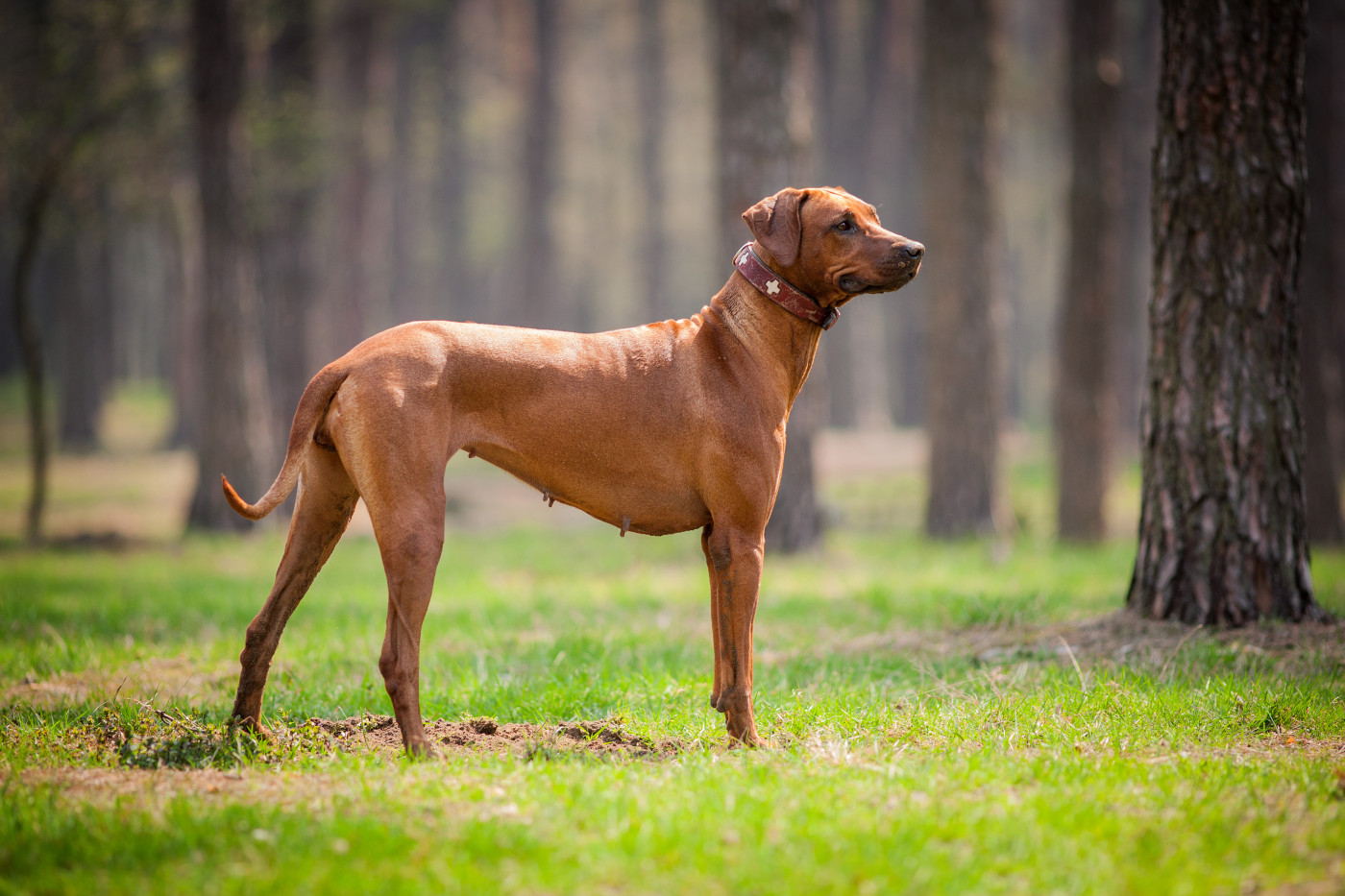 Rhodéský ridgeback - Atlas psů | iFauna.cz
