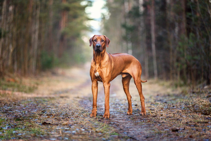 Rodensky Ridgeback Rhodéský ridgeback - Atlas psů | iFauna.cz
