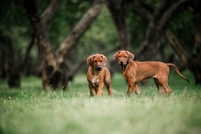 Štěňata rhodéského ridgebacka, foto: Shutterstock