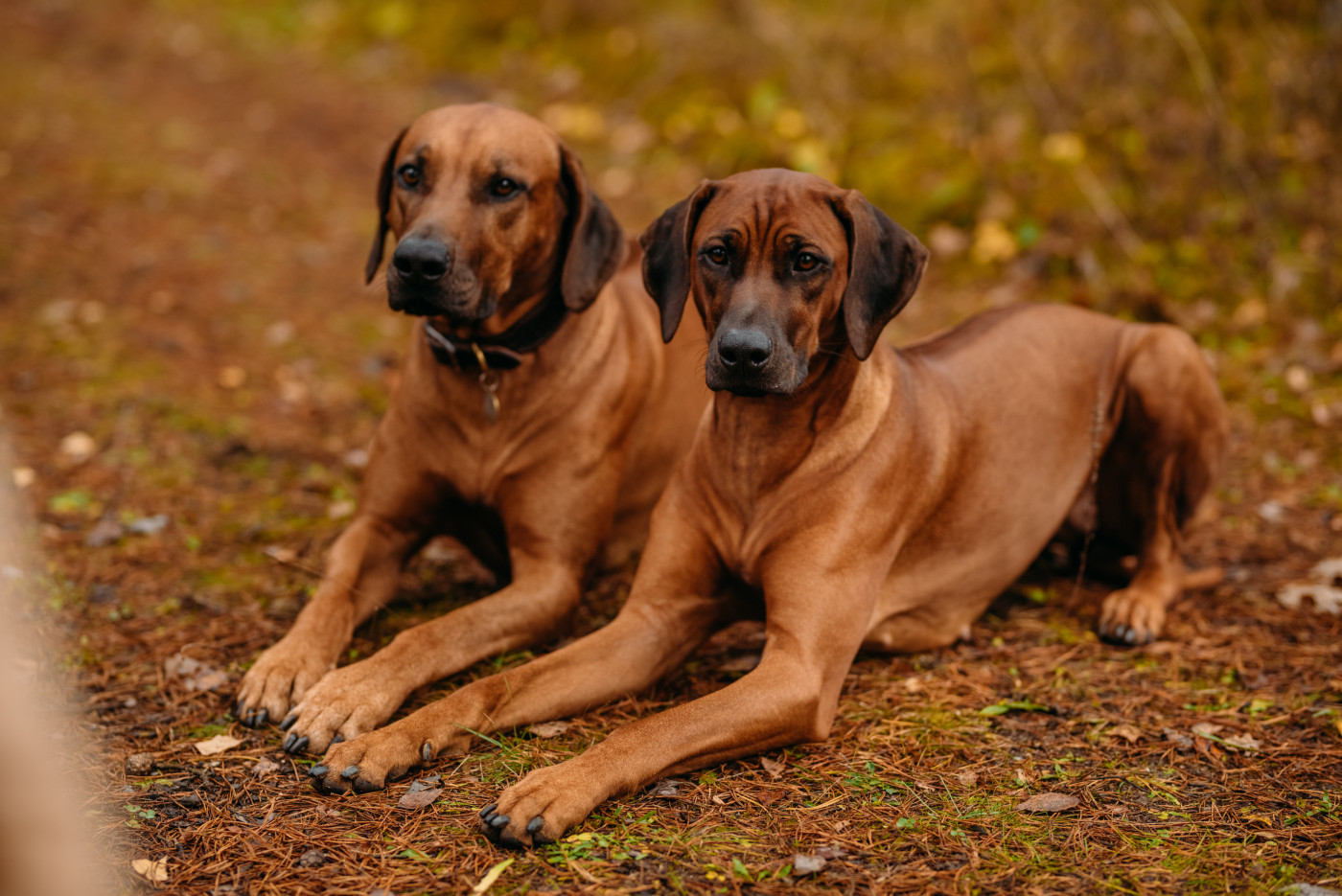 Rodensky Ridgeback Rhodéský ridgeback - Atlas psů | iFauna.cz