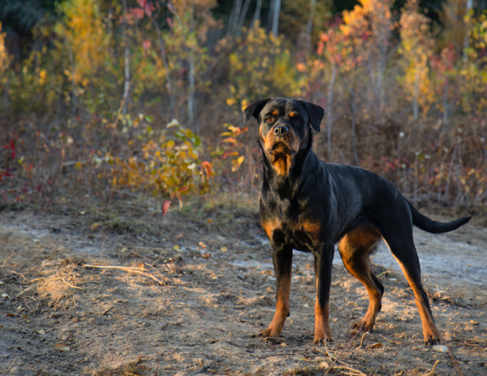 Rotvajler, foto: Shutterstock