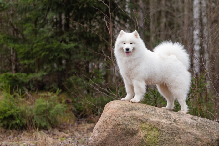 Samojed, foto: Shutterstock