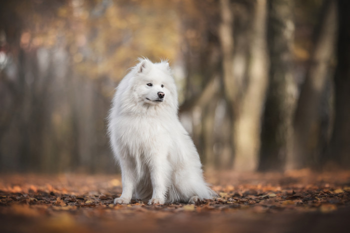 Samojed, foto: Shutterstock