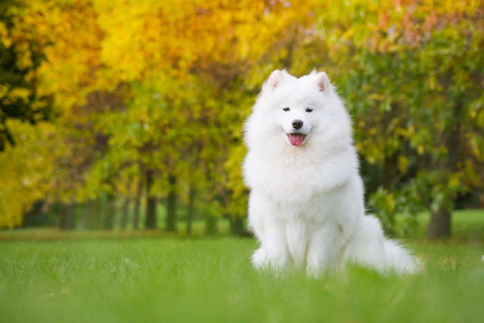 Samojed, foto: Shutterstock