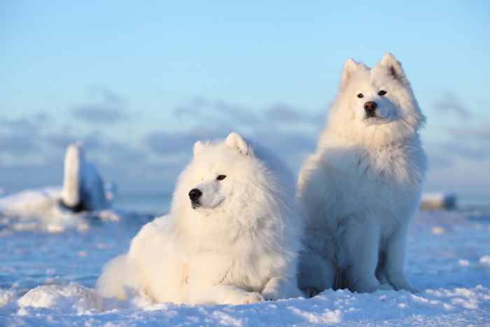 Samojed, foto: Shutterstock