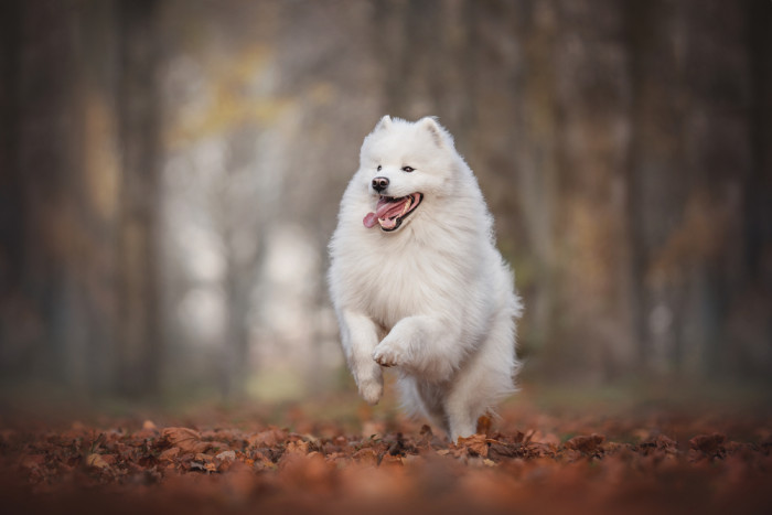 Samojed, foto: Shutterstock