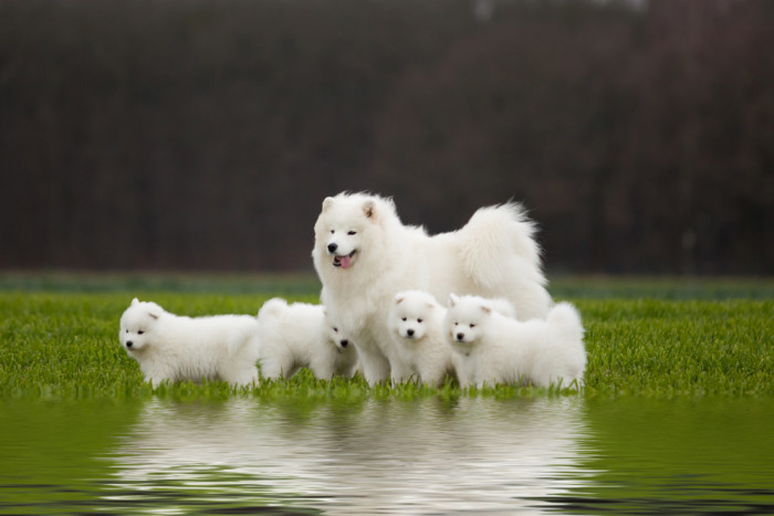 Samojed se štěňaty, foto: Shutterstock