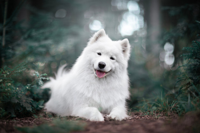 Samojed, foto: Shutterstock
