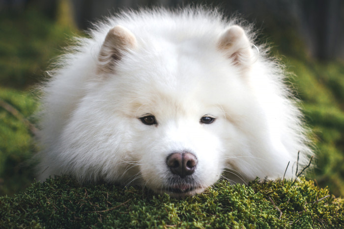 Samojed, foto: Shutterstock
