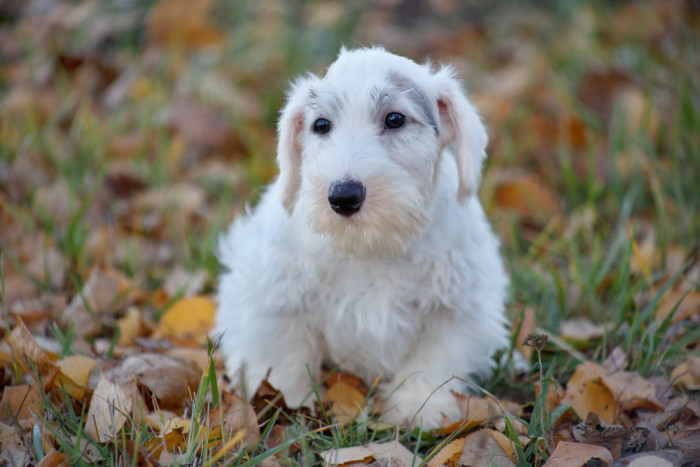 Štěně sealyhamského teriéra, foto: Shutterstock