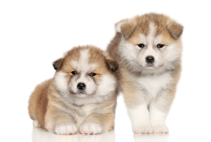 Štěňata akita inu, foto: Shutterstock