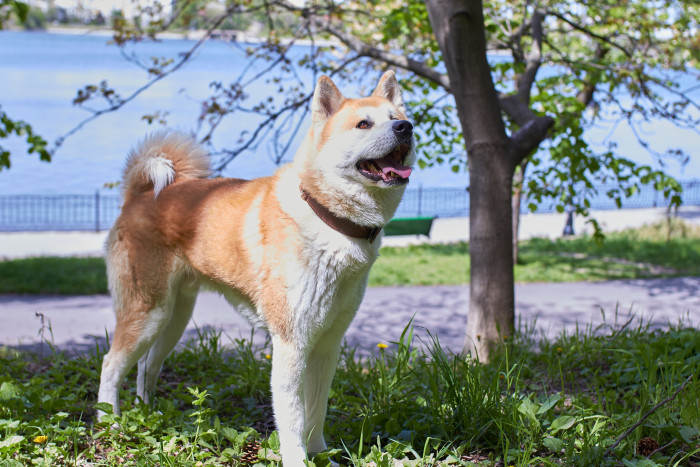 Akita inu, foto: Shutterstock