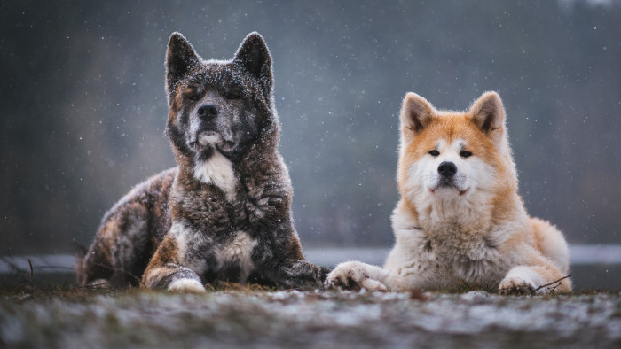 Akita inu, foto: Shutterstock