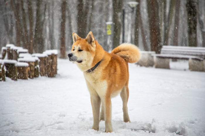 Akita inu, foto: Shutterstock