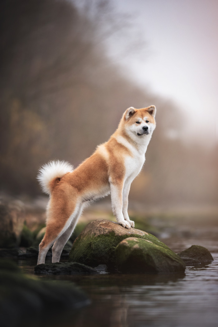 Akita inu, foto: Shutterstock