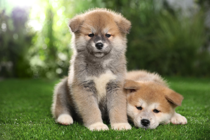 Štěňata akita inu, foto: Shutterstock