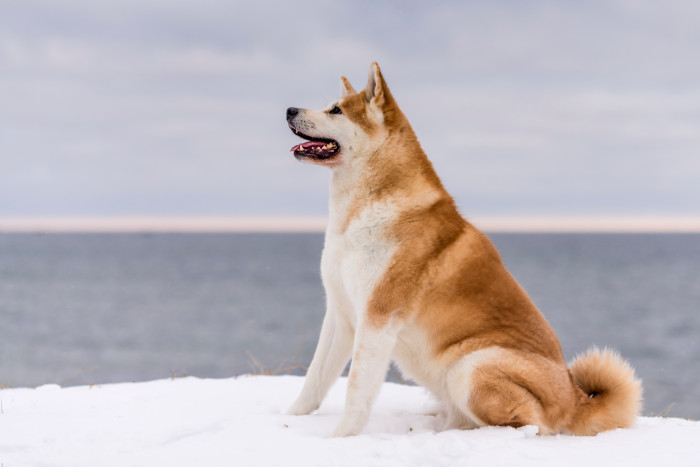Akita inu, foto: Shutterstock
