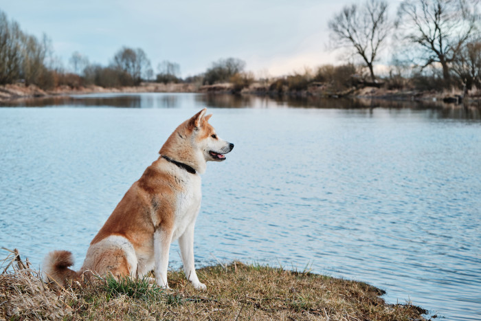 Akita inu, foto: Shutterstock