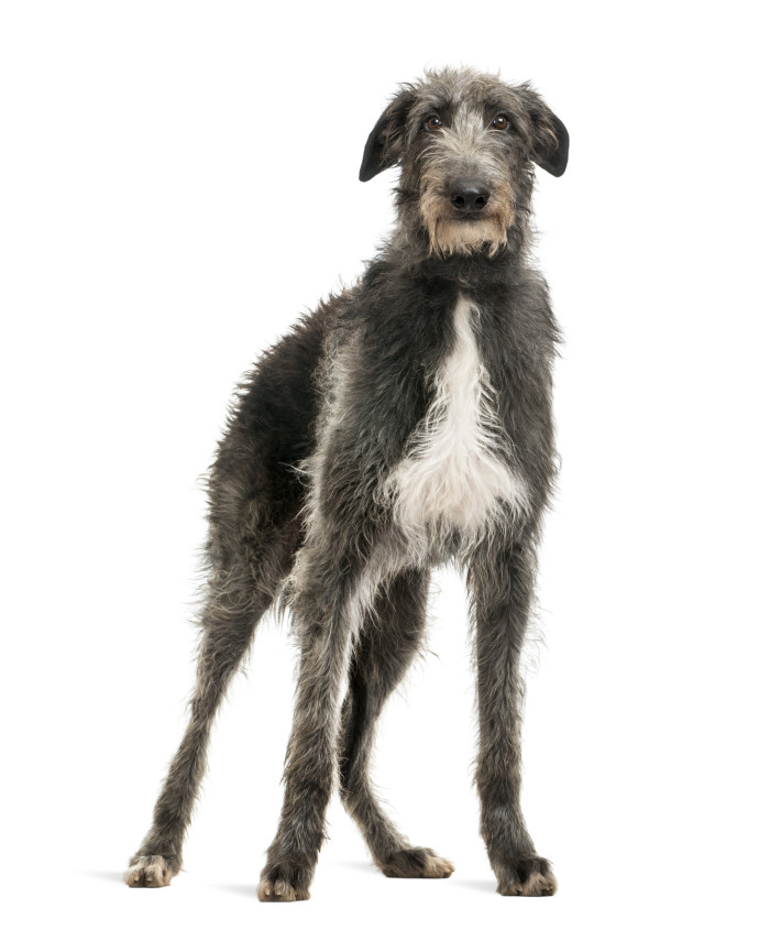 Skotský jelení pes - deerhound, foto: Shutterstock