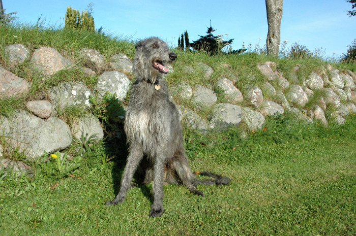 Skotský jelení pes - deerhound, foto: Shutterstock