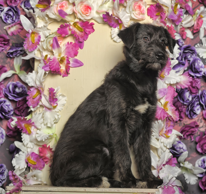 Skotský jelení pes - deerhound,  štěně. Foto: Shutterstock