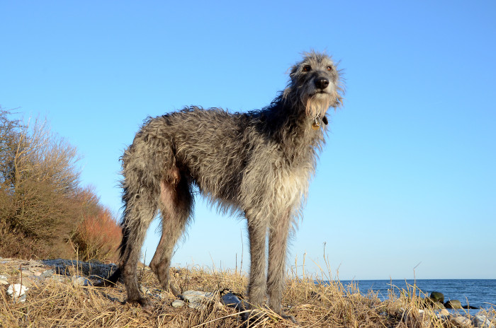 Skotský jelení pes - deerhound, foto: Shutterstock